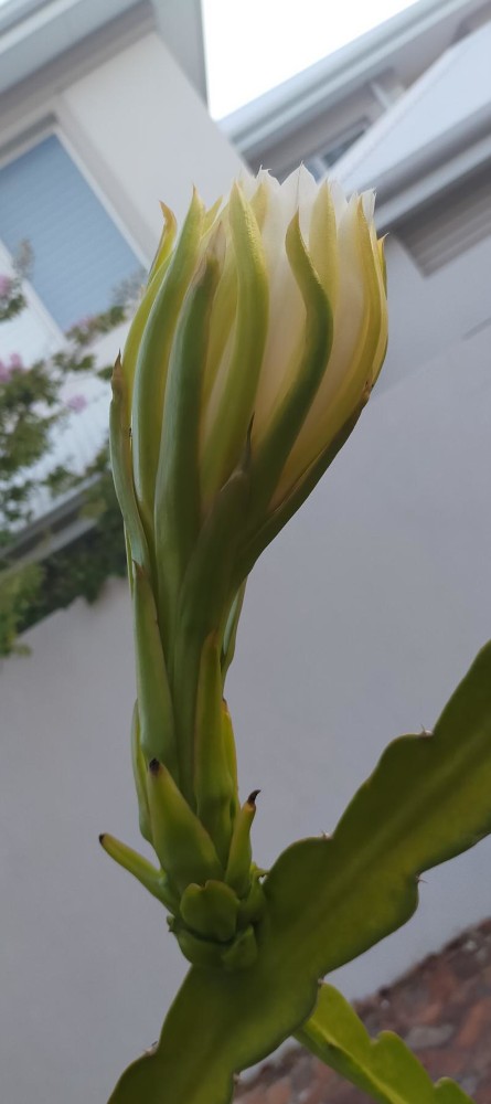 Buds about to open